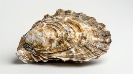 Obraz premium Textured seashell on white background