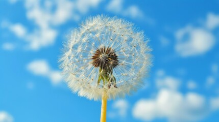Dandelion seed head against blue sky