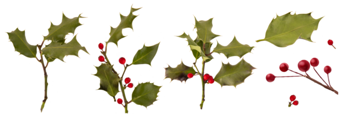 Christmas decoration branches of red berries holly isolated on transparent background png. branches of red berries. christmas tree branch. 