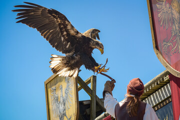 view of a bald eagle during a falconry show