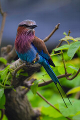 Perching Lilac-breasted Roller (Coracias caudatus)