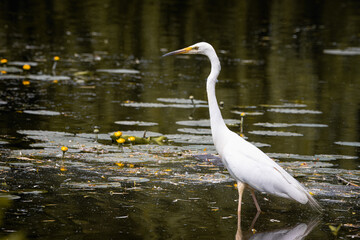 A Great egret stands on its feet in the water with green water plants on a sunny spring day. A large white plumage bird with a black bill and yellow-black legs in wildlife with a water background.