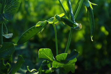 Green pea plant blooming and growing