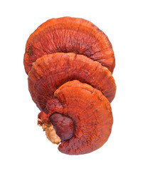 reishi mushroom on transparent png