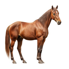 Obraz premium beautiful horse isolated on white