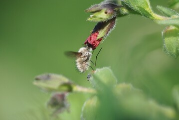 Fly feed on inectar from flower