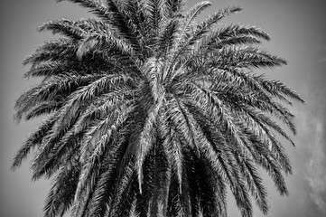 Royal Date Palm Tree in Black and White.