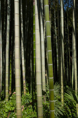 Dans une bambouseraie