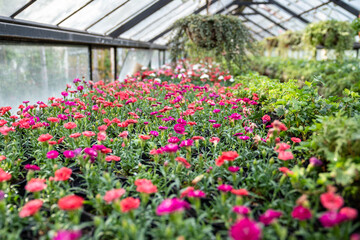 Interior of greenhouse with blooming dianthus, soft focus. Carnations flowers prepared for sale growing in nursery garden. Floral business, gardening. 