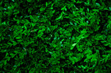 abstract green leaf texture, nature background, tropical leaf