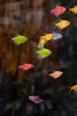 Ornamental fish with beautiful colors. Various colors. Ornamental fish in the aquarium.