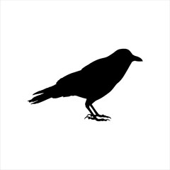 Crow silhouette isolated on white background. Crow icon vector illustration design.