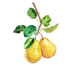 Pear ,pear branch, yellow pears with leaves , fruit, hand painted watercolor illustration , dessert, sweet food, fresh	
