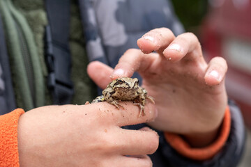 The boy holds a frog on his hand and strokes it with his finger