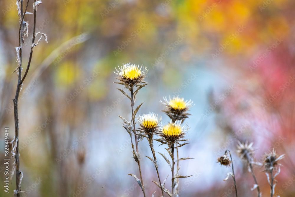 Canvas Prints Thickets of weeds near the river on a blurred background in autumn