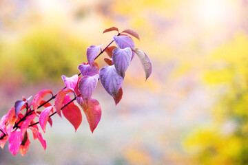 A branch of a tree with red and brown leaves in an autumn forest on a blurred background