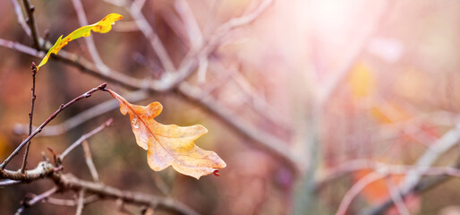 An oak branch with a dry leaf in the forest in autumn in sunny weather