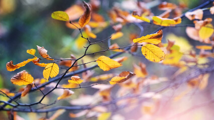 Tree branch with yellow and brown leaves in autumn forest in sunny weather