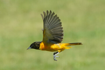 Baltimore Orioles in Spring