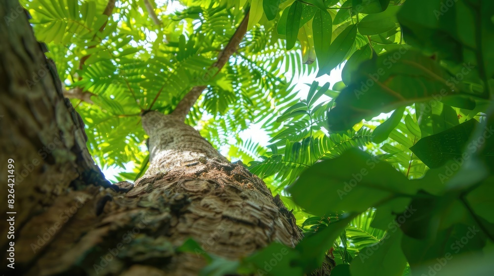 Aufkleber a low-angle shot of a tree trunk with lush green leaves and sunlight filtering through, creating a t