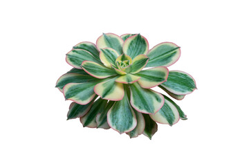 cactus flower isolated