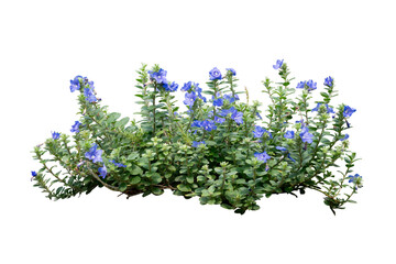 Purple fowers bush isolated