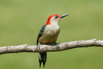 Red Bellied woodpecker on branch in spring
