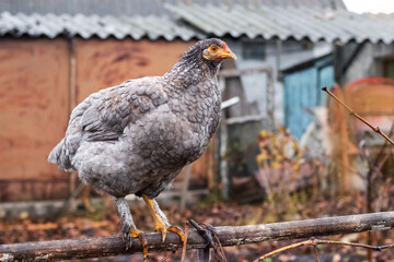 A farm chicken sits in the garden on a pole