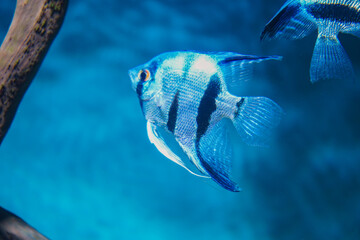 Discus, colorful cichlids in the aquarium, freshwater fish that lives in the Amazon basin. Colored,...