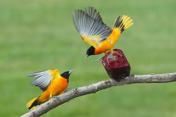 Baltimore Orioles in Spring