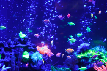 A flock of beautiful neon glowing fish in a dark aquarium with neon light. Glofish tetra. Blurred...