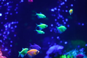 A flock of beautiful neon glowing fish in a dark aquarium with neon light. Glofish tetra. Blurred...