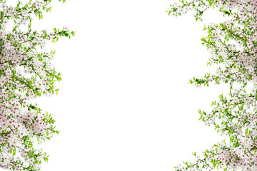 Sakura flower frame isolated