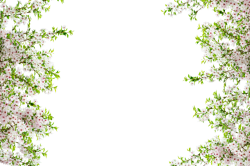 Sakura flower frame isolated