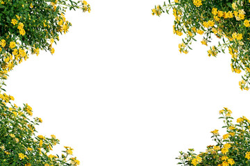 Yellow flowers frame isolated
