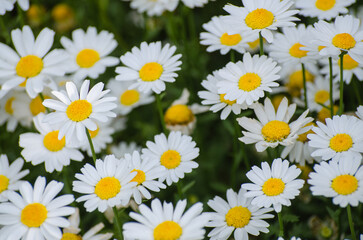 Beautiful dandelion background, White-yellow flowers is blooming in the garden.