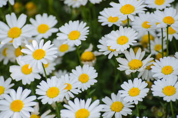 Fototapeta premium Beautiful dandelion background, White-yellow flowers is blooming in the garden.