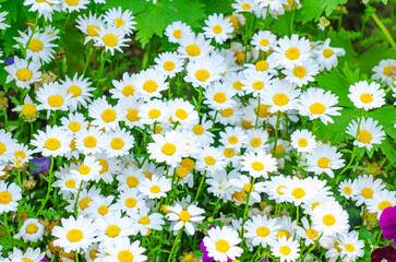 Beautiful dandelion background, yellow flowers is blooming in the garden.