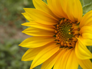 Girasole