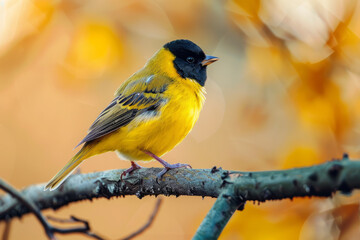 Obraz premium Striking Great Tit (Parus Major) Male Perched in Isolation, Showcasing Its Distinctive Black, Blue, and Grey Plumage Against a Clean White Background