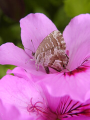 Farfalla