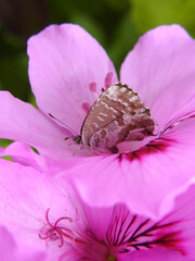 Farfalla