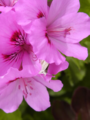 Farfalla