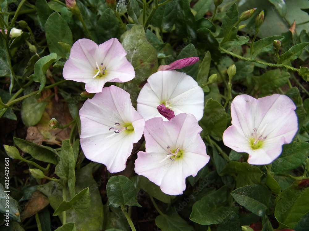 Canvas Prints campanula