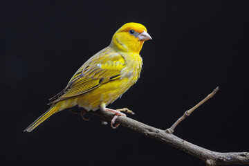 Enchanting Yellow Canary Perched on a Slender Branch, Radiating Joy and Charm with Its Vibrant Plumage in a Serene Natural Outdoor Habitat