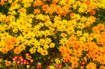 Beautiful dandelion background, orange-yellow flowers is blooming in the garden.