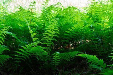 Background of ferns, photographed closely. Nature and plants.