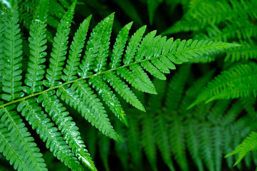 Background of ferns, photographed closely. Nature and plants.