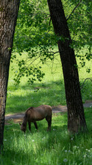 Horse free in a field looking at the camera.