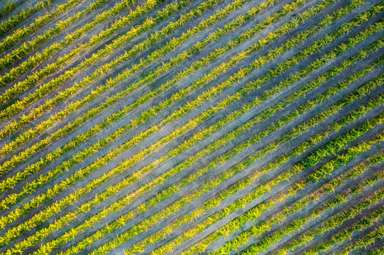 Aerial view of Grape Vine Rows in Barossa Valley, Tanunda, South Australia, Australia.